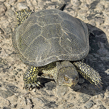 European Pond Turtle