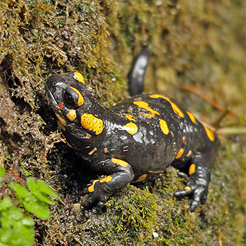 Fire Salamander