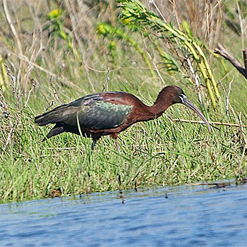Glossy Ibis