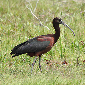 Glossy Ibis