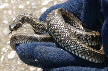 Grass Snake