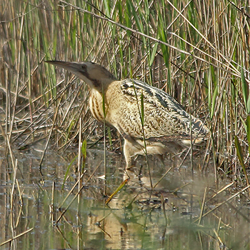 Great Bittern