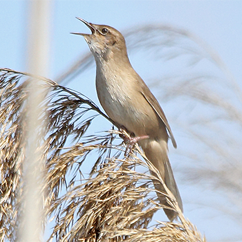 Great Reed Warbler