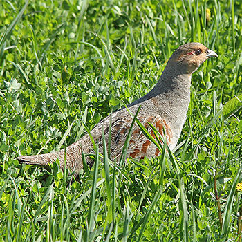 Grey Partridge