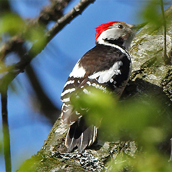 Lesser Spotted Woodpecker