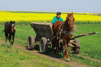 Local Transport