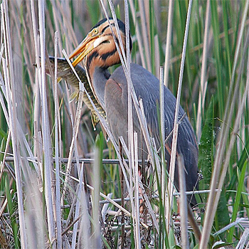 Purple Heron