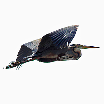 Purple Heron