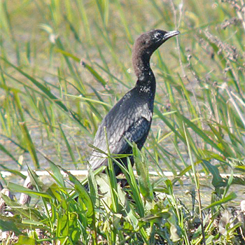 Pygmy Cormorant