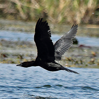 Pygmy Cormorant