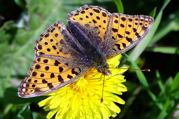 Queen-of-Spain Fritillary