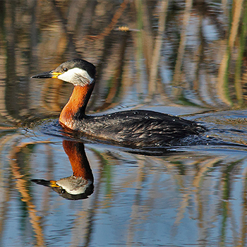 Red-necked Grebe