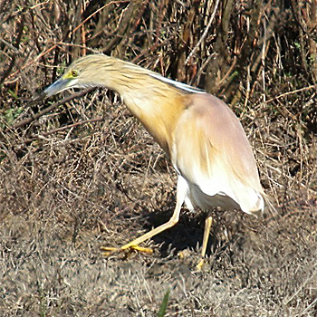 Squacco Heron