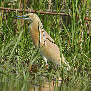 Squacco Heron