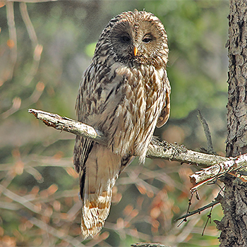 Ural Owl