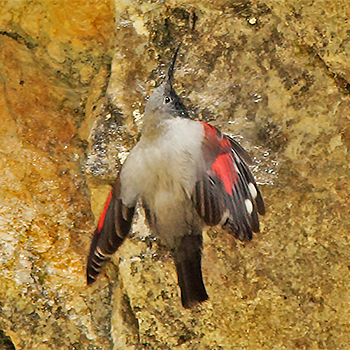 Wallcreeper