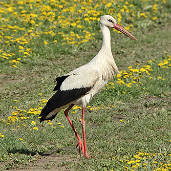 White Stork