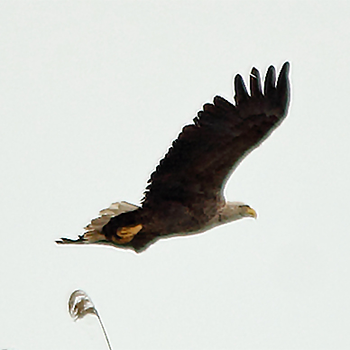 White-tailed Eagle