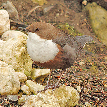White-throated Dipper