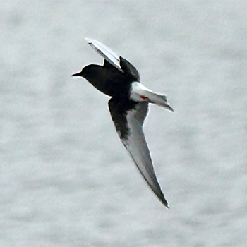 White-winged Tern
