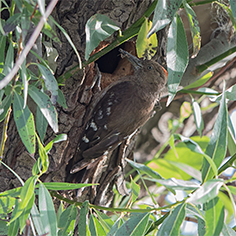 Arabian Woodpecker