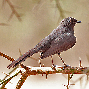Black Scrub-robin