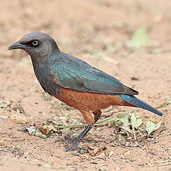 Chestnut-bellied Starling