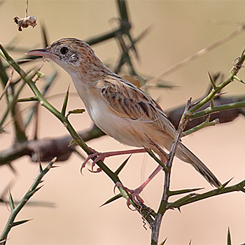 Desert Cisticola