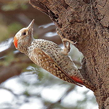 Little Grey Woodpecker