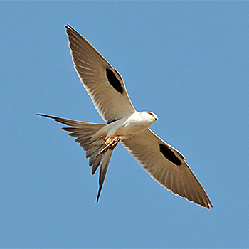 Scissor-tailed Kite