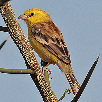 Sudan Golden Sparrow