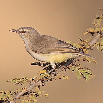 Yellow-bellied Eremomela