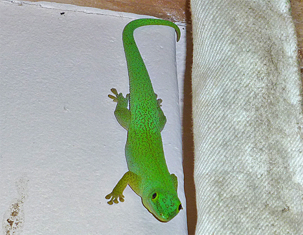 Gecko