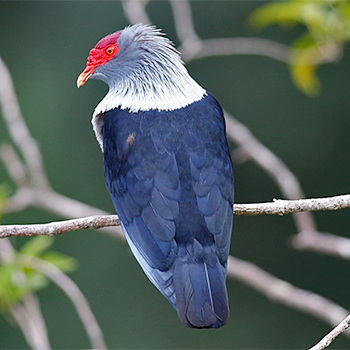 Seychelles Blue-pigeon