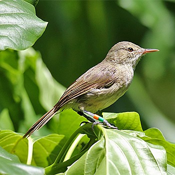 Seychelles Brush-warbler