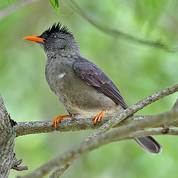 Seychelles Bulbul