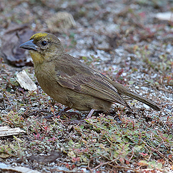 Seychelles Fody
