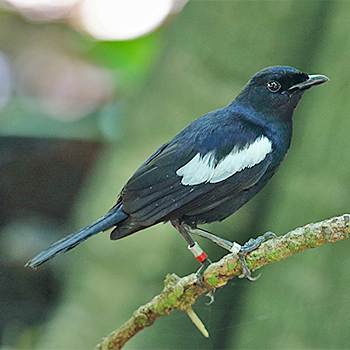 Seychelles Magpie-robin