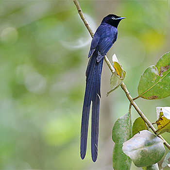 Seychelles Paradise-flycatcher