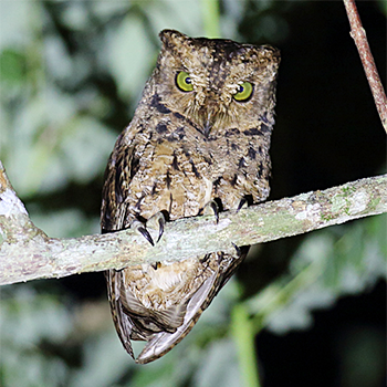 Seychelles Scops-owl