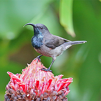 Seychelles Sunbird
