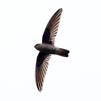 Seychelles Swiftlet