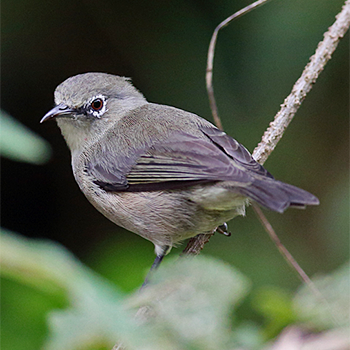 Seychelles White-eye