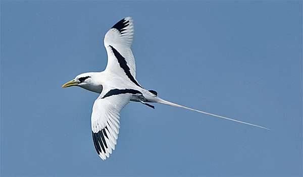 White-tailed Tropicbird