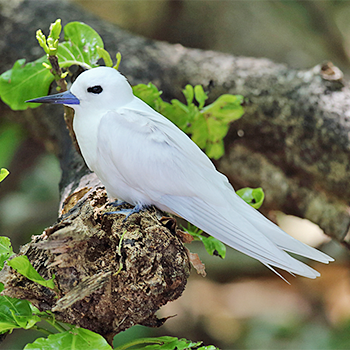 White Tern