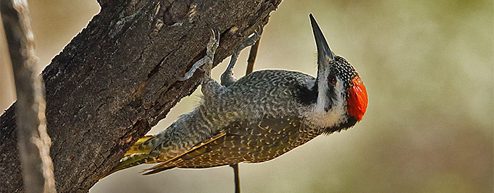 Bearded Woodpecker