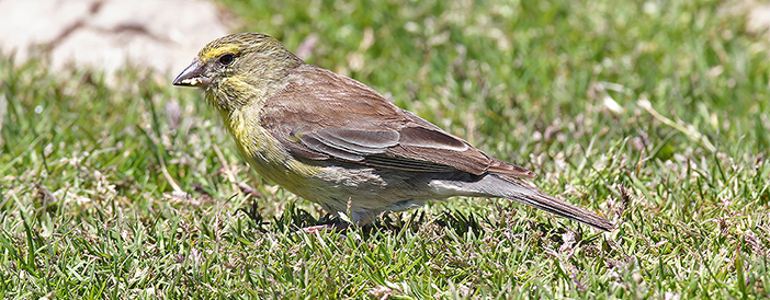 Drakensberg Siskin