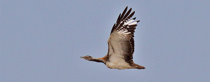 Ludwig's Bustard