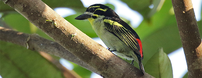Red-rumped Tinkerbird