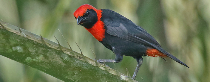 Red-vented Malimbe